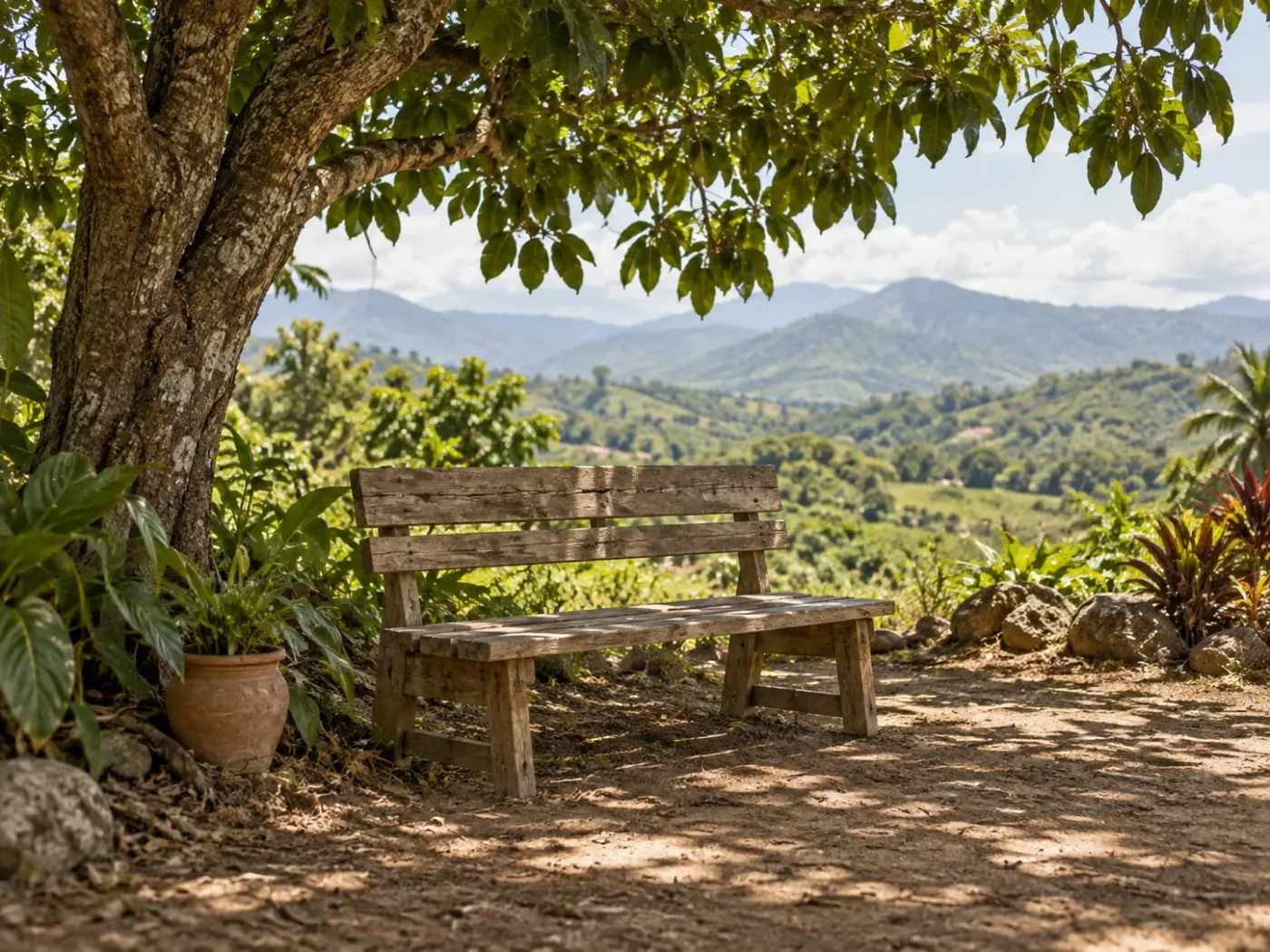 Banco de madera bajo un árbol en un mirador frente a un valle verde y montañas lejanas